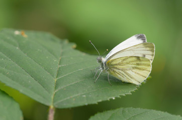 Rapsweißling (Pieris napi)