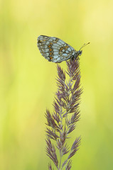 Wachtelweizen-Scheckenfalter (Melitaea athalia)