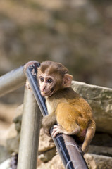 beautiful little monkey baby on staircase fence