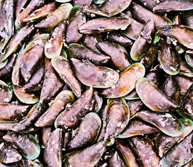 Freshly caught mussels