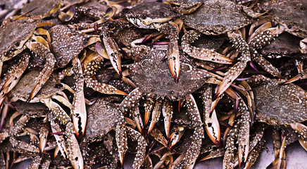 crabs