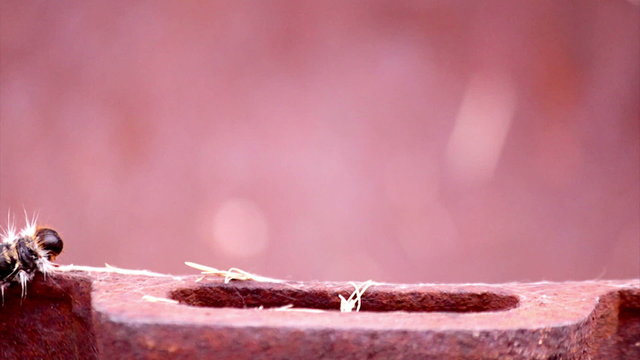 Thaumetopoea - Pine processionary caterpillar
