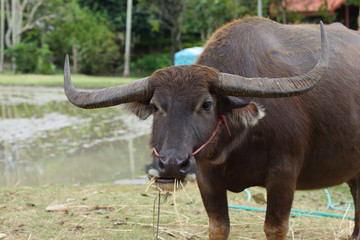 black buffalo eating food in farm