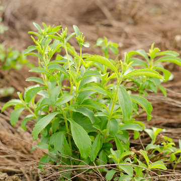 Stevia tree