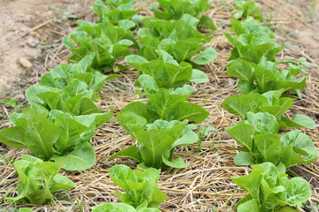 green lettuce vegetable of hydroponic cultivation