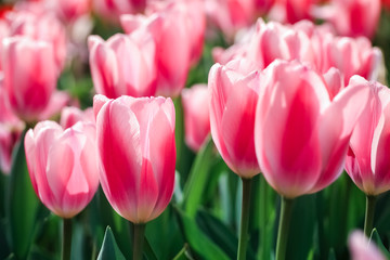 pink tulips