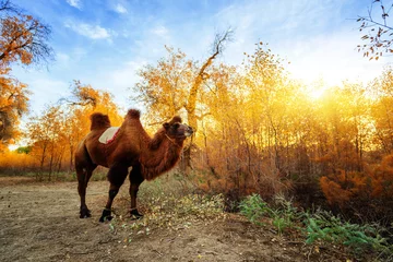 Photo sur Plexiglas Chameau Le chameau et les forêts de peupliers de l& 39 Euphrate