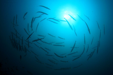 Obraz premium Silhouette fish school Barracuda