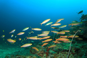 Fototapeta na wymiar Fish and Coral Reef underwater