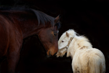 Liebe Pferde