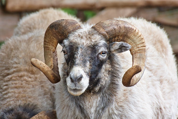 aries(Ovis aries)