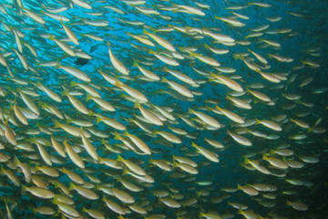 School snapper fish on coral reef