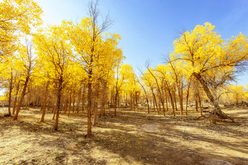 Fototapeta premium Inner Mongolia, China Populus euphratica