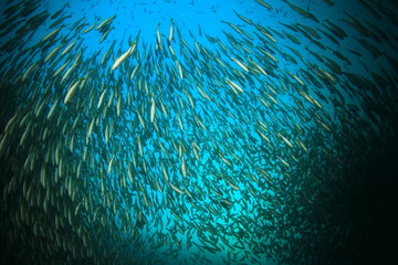 School Snapper Fish underwater in ocean