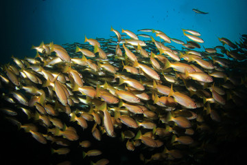 School yellow Snappers fish