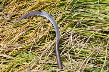 sickle and ear of rice