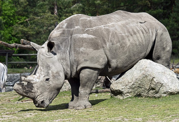 Obraz premium African rhinoceros