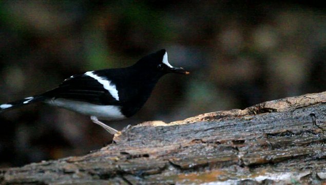 White-crowned Forktail (Enicurus leschenaulti) in Thailand