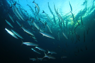 Fototapeta na wymiar School Chevron Barracuda Fish