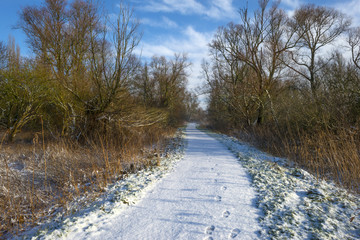 Snowy footpath in a forest in winter