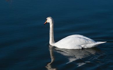 White swan