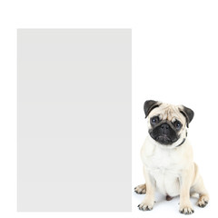 Cute pug dog with place for text isolated on white
