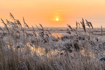 Hoar frost on reed in a winter landscape at sunset - obrazy, fototapety, plakaty