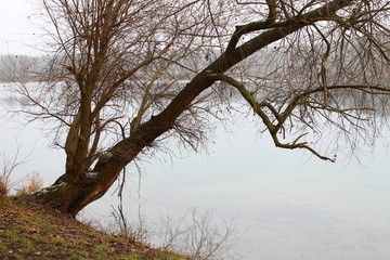 Baum am Ufer