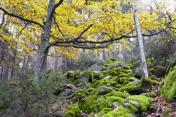 Abedular de Canencia. Madrid