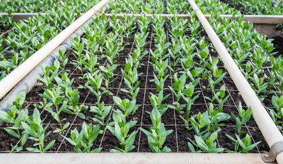Small plants in a flower nursery