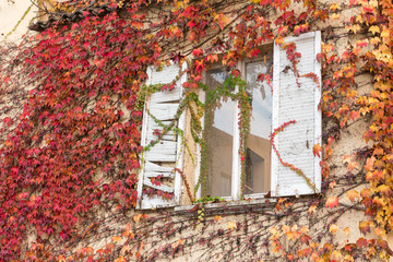 Fototapeta na wymiar white window inside vine-covered wall, red leaves