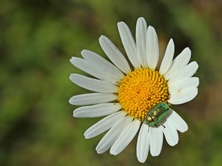 Obraz premium Seidiger Fallkäfer (Cryptocephalus sericeus) auf Margerite