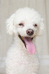 Dog smile