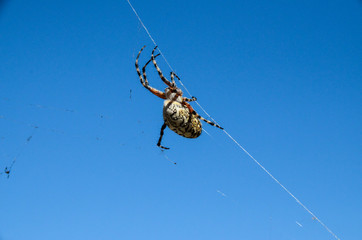 Spider and Web