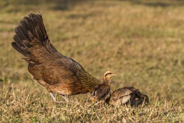 newborn chickens and her mother hen