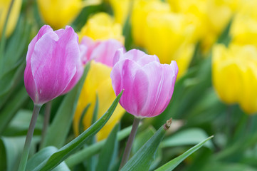 Fototapeta premium Pink tulips field