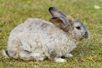 Rabbit in the green grass