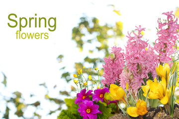 spring flowers background