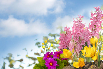 spring flowers background