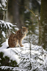 Luchs im Schnee
