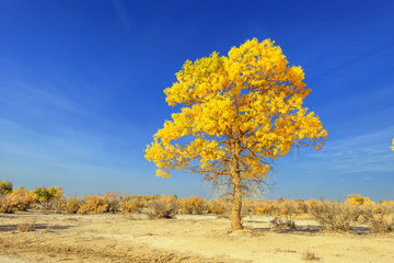 Obraz premium Inner Mongolia, China Populus euphratica