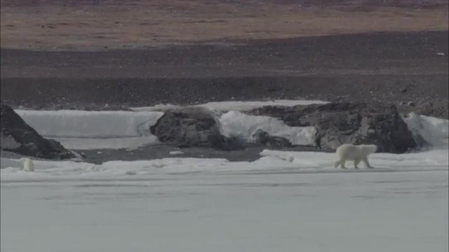 Polar Bears Trailing Norwegian Coastline