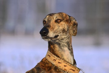 Windhund