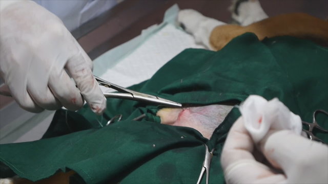 Veterinarian suture the dog's wound from castration
