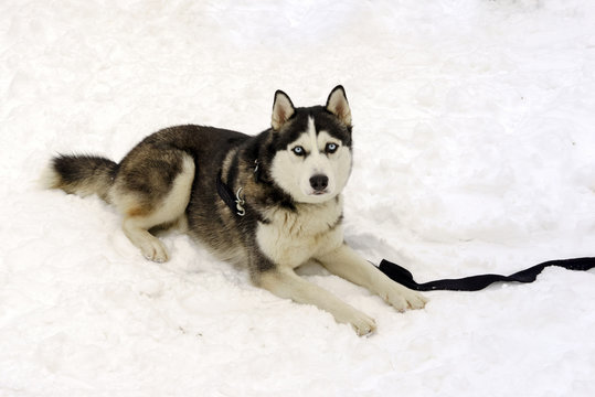 hasky dog laying in a snow on a winter day