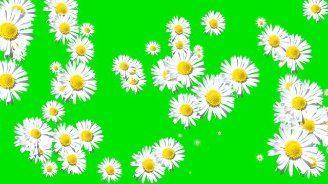 Green  screen white flowers transition.