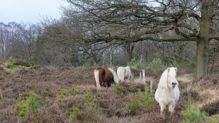 Wild horses graze at the veluwe in the Netherlands