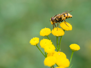 Gebänderte Waldschwebfliege (Volucella inanis)