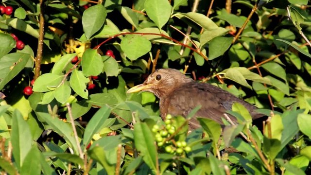 Amsel in Hecke