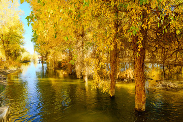 Obraz premium Inner Mongolia, China Populus euphratica